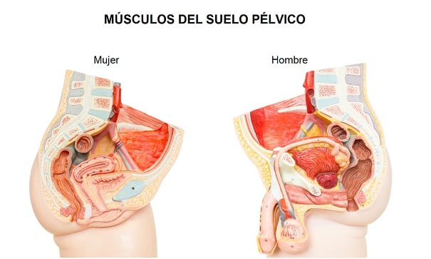 ESQUEMA MÚSCULOS DEL SUELO PÉLVICO HOMBRE Y MUJER PUBOCOXÍGEO EJERCICIOS DE KEGEL INCONTINENCIA